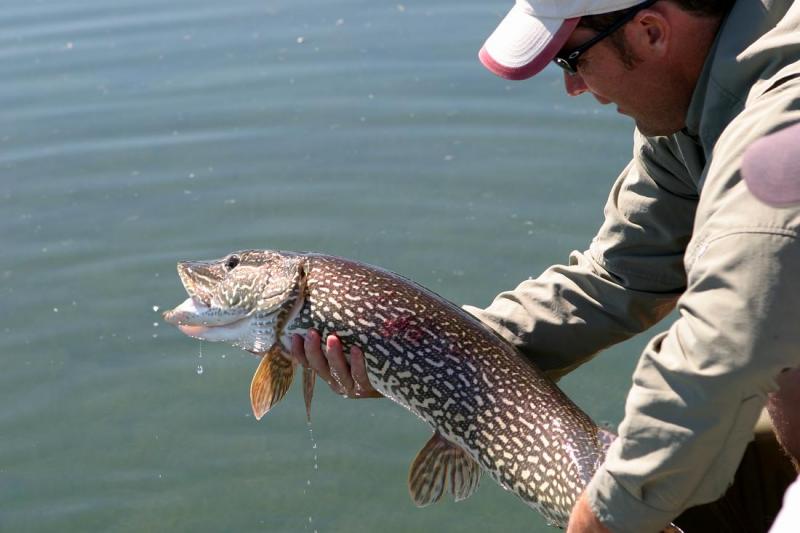 Northern Pike