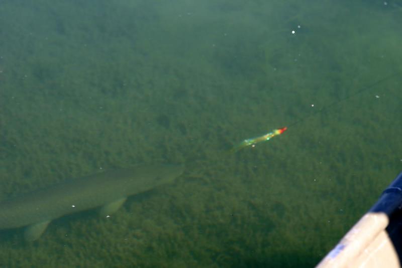 Pike inspects fly closely