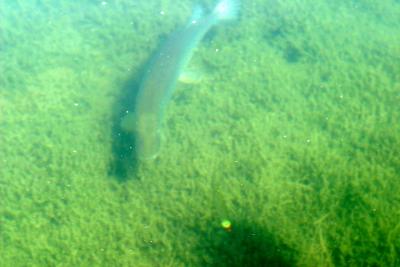 Pike turns on fly