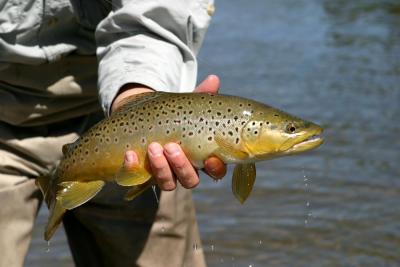 Red Deer River Brown Trout