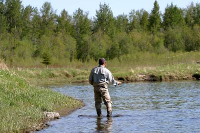 Fly Fisherman