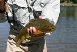 Brown Trout 