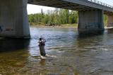 Bridge Fish