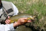 Red Deer River Brown Trout