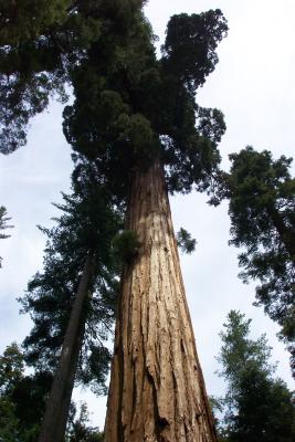 Yosemite Wawona 005.jpg