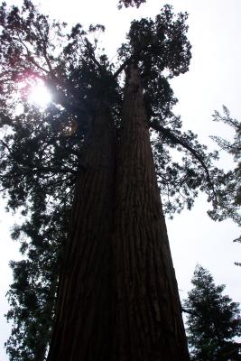 Yosemite Wawona 006.jpg