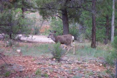 Grand Canyon National Park