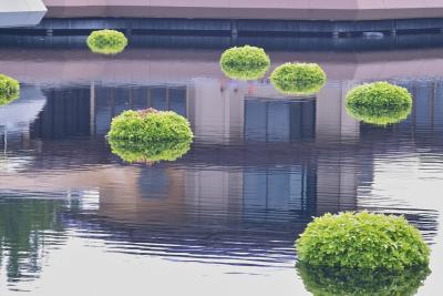 Green Reflections