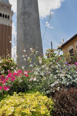 Italy Flowers