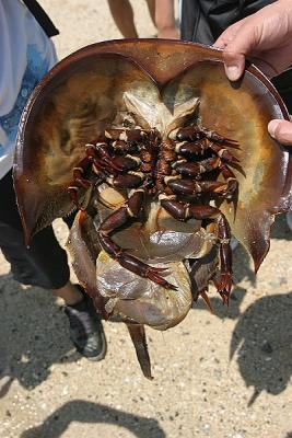 Underside of Horseshoe Crab at Cheung Sha Wan