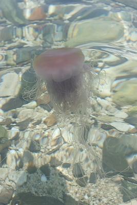 Jelly Fish at Cheung Sha Wan 2