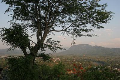 Tree and Luang Prahbrang from Phu Si