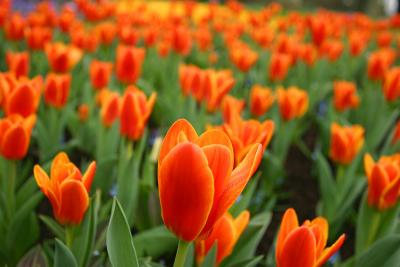 Amsterdam - Keukenhof park