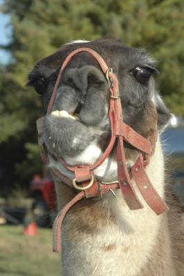 Llama