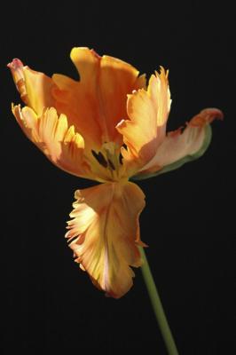 Tulip