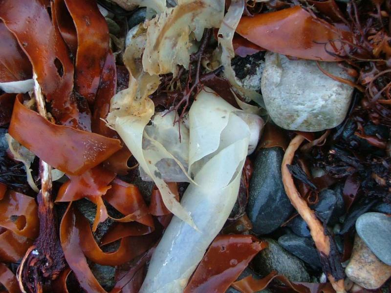 Albino Kelp