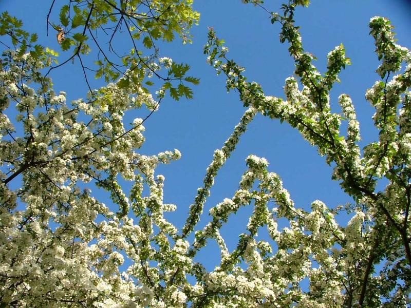 Blossoms and Blue at Fenway