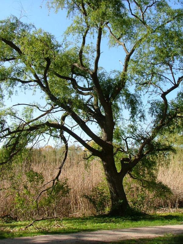Gnarly Tree