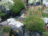 Lichen and Pink Flowers