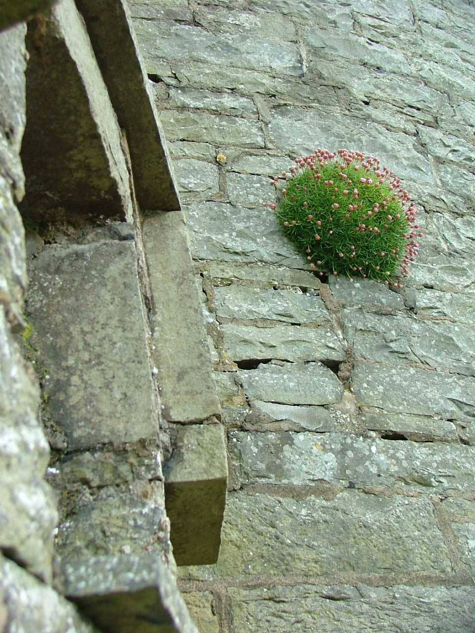 Moher Castle Close Up