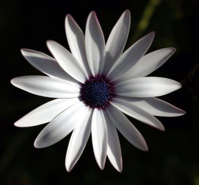 Calahonda Flower