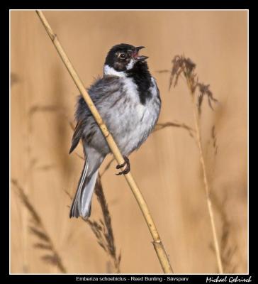 Reed Bunting, Silvkra