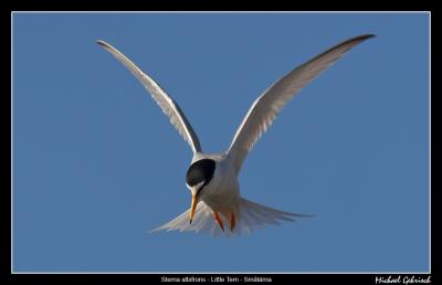 Little Tern, Malm
