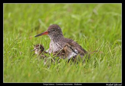 Common Redshanks, Vombs ngar