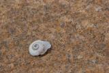 Little shell