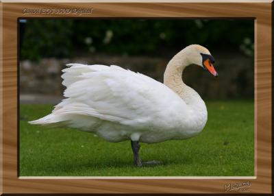 Swan 1