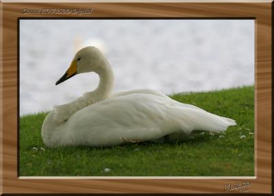 Swan 2