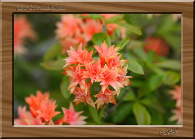Unknown Flower 2