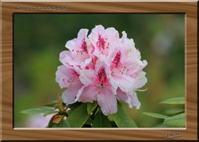 Unknown Flower 3