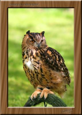 Owl 1