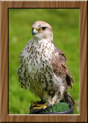 Falcon 1