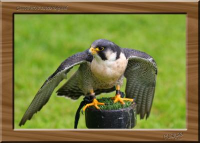 Peregrine Falcon