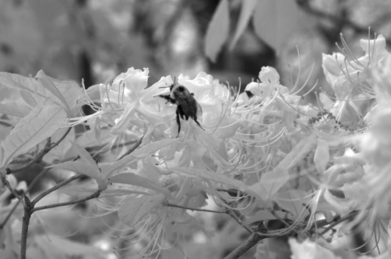 So Many Flowers, So Little Time