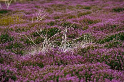 Purple Desert by David Hansen