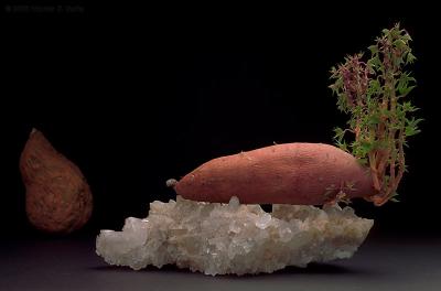 Sweet Potatoes by Warren Sarle
