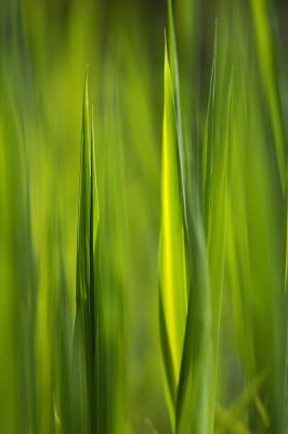 Endless Green by Charles Gervais