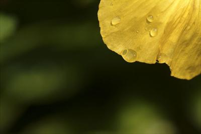 Drops of Sunshine by Charles Gervais