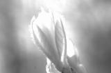 Unfurling