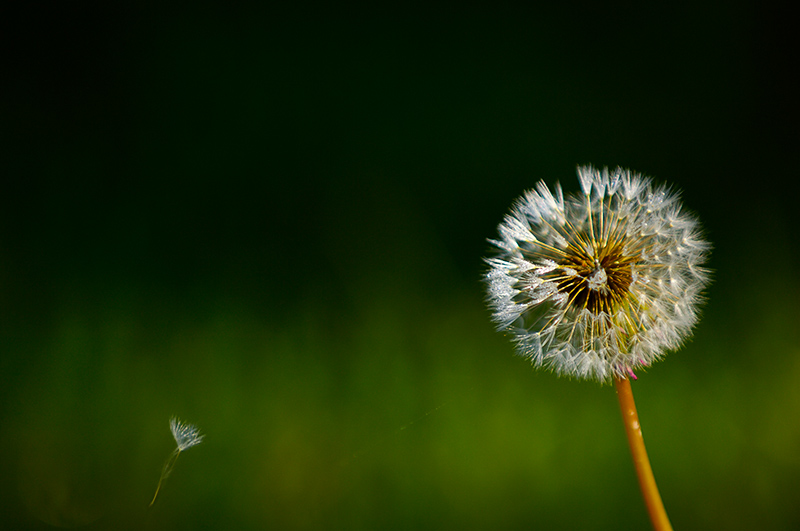 Yearning by John Hill