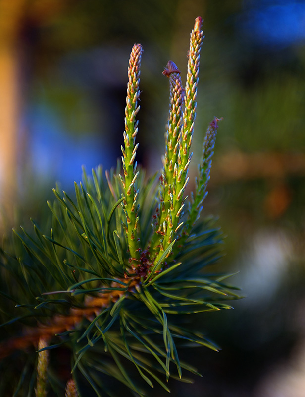 New Growth by Albert Yanowich Jr.