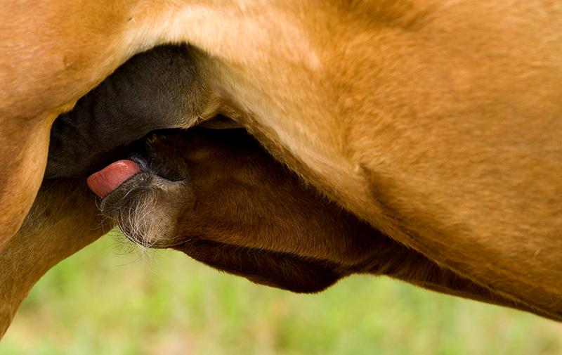 Got Milk? by Albert Yanowich Jr.