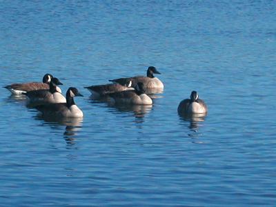ducksw.jpg