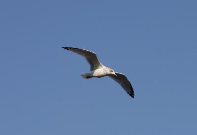 flyingW.jpg