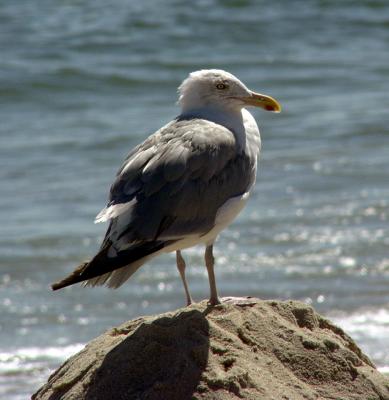 oldbirdW.jpg