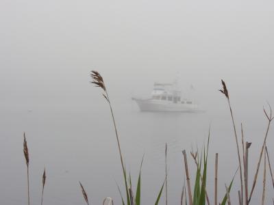 weedsfog2W.jpg