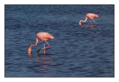 our only far off Flamingos (Floreana)